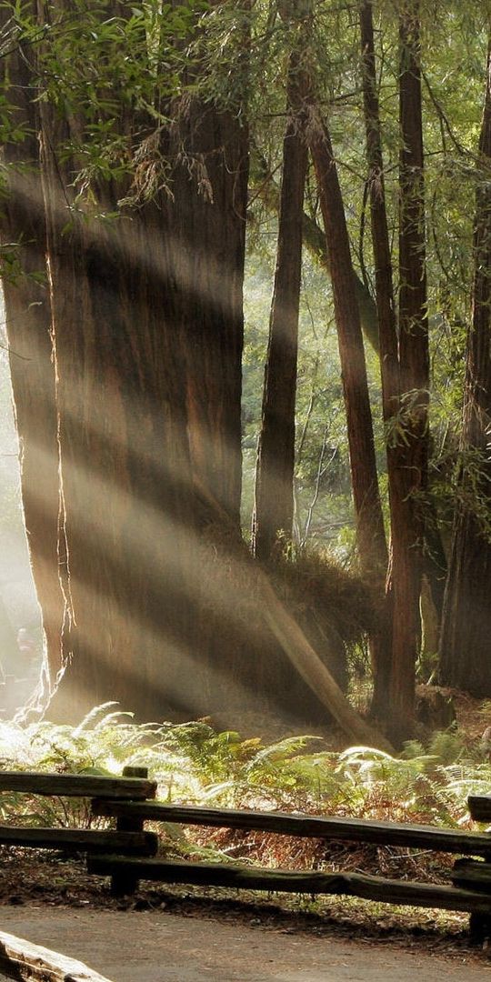 Phone wallpaper: Landscape, Trees free download