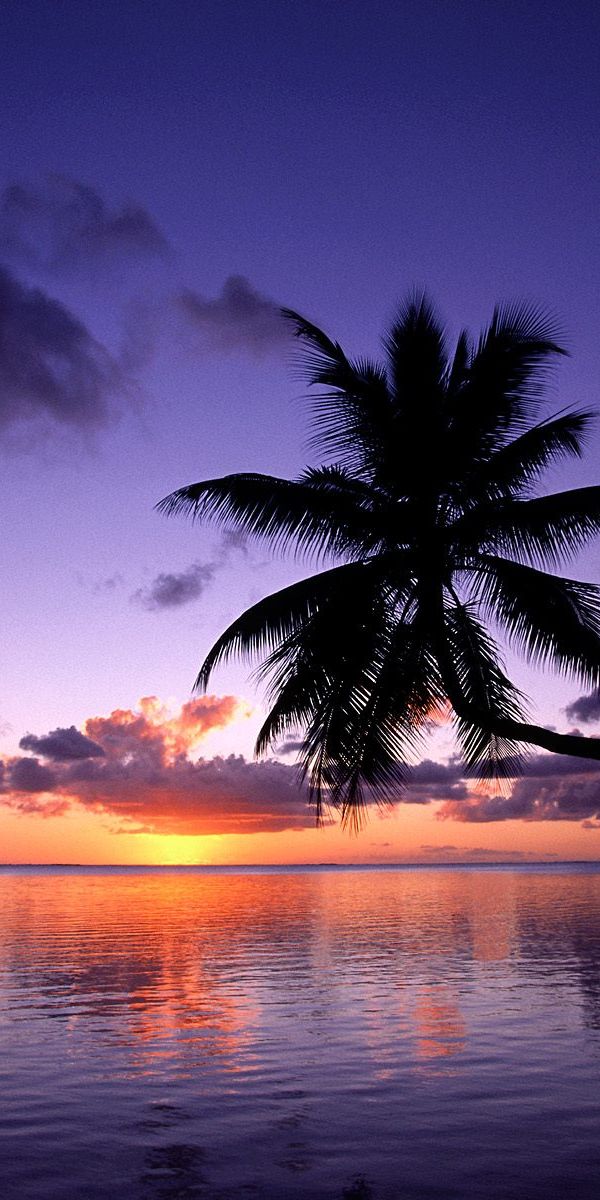 Breathtaking Dawn Over the Sea with a Palm Tree