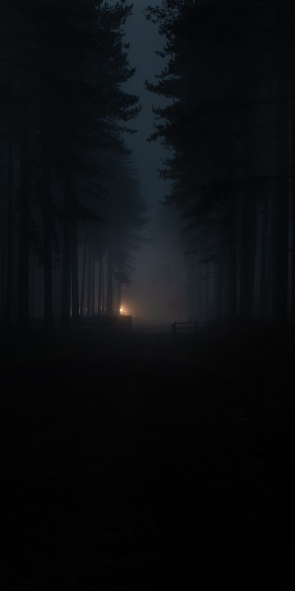 Mysterious Dark Forest with Fog and Shadows