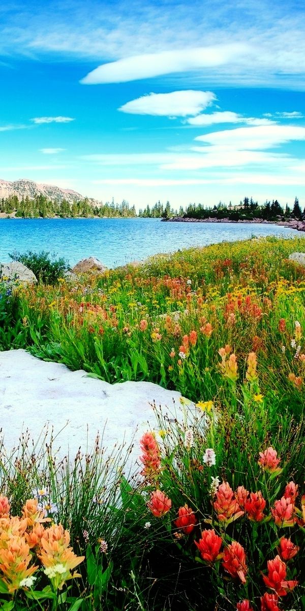 Vibrant Wildflowers by a Serene Mountain Lake