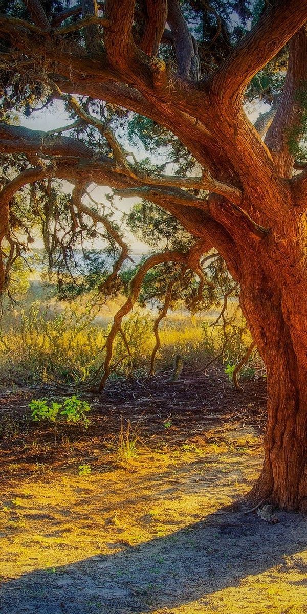 Phone wallpaper: Sunshine, Trees, Tree, Earth free download