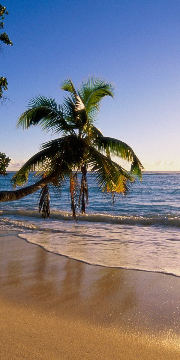 Enchanting Sunset Beach with Palm Trees and Gentle Ocean Waves