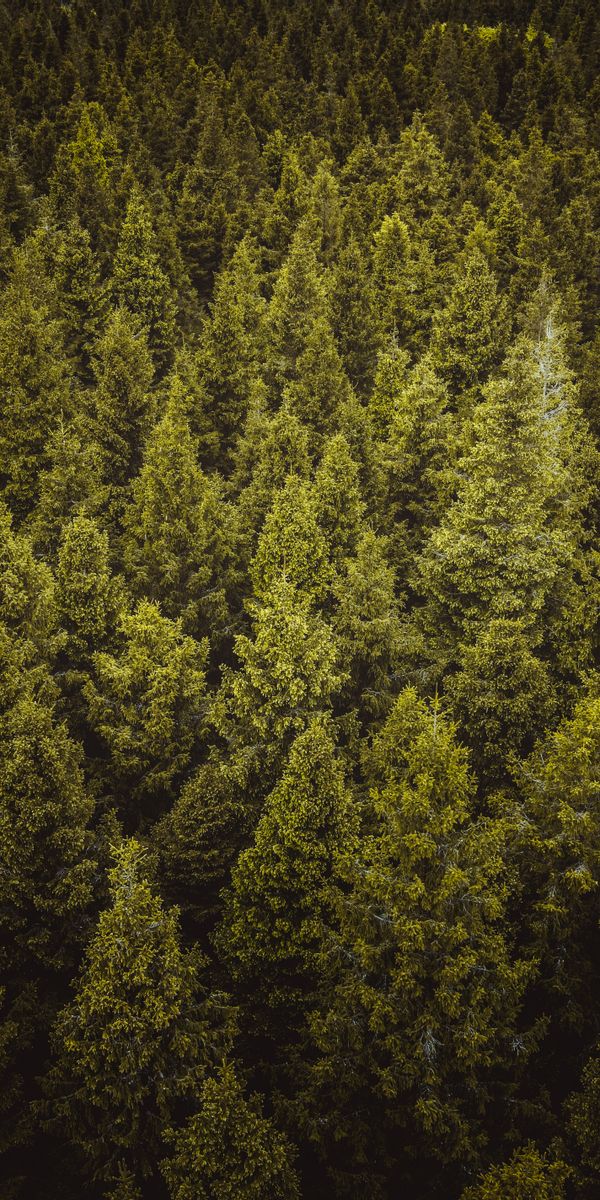 Breathtaking Lush Spruce Forest Wallpaper for Your Mobile