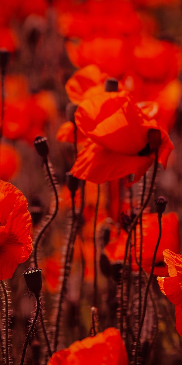 Phone wallpaper: Nature, Flowers, Flower, Earth, Poppy, Red Flower free download