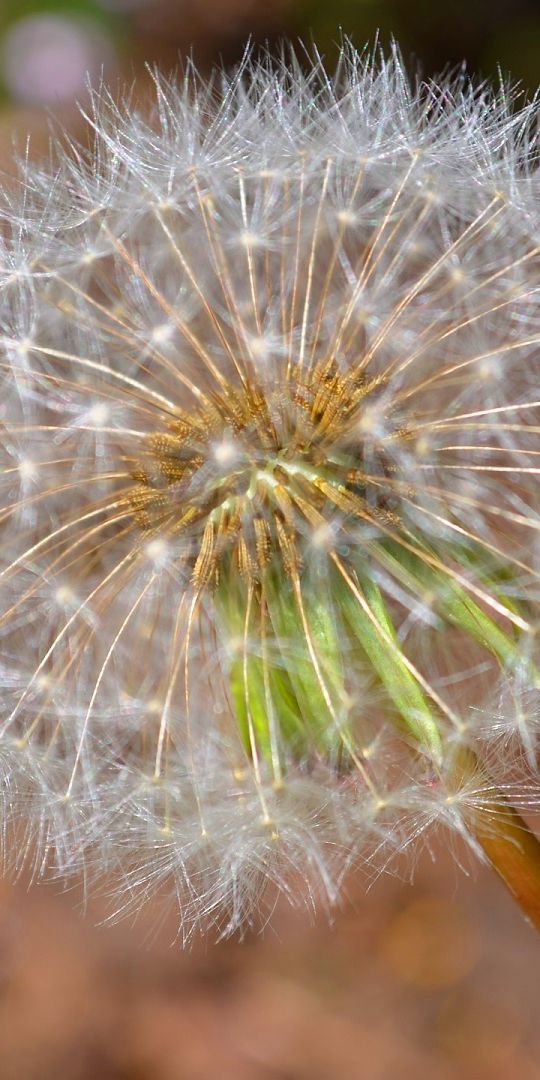 Phone wallpaper: Nature, Flower, Blur, Close Up, Earth, Bokeh, Dandelion free download