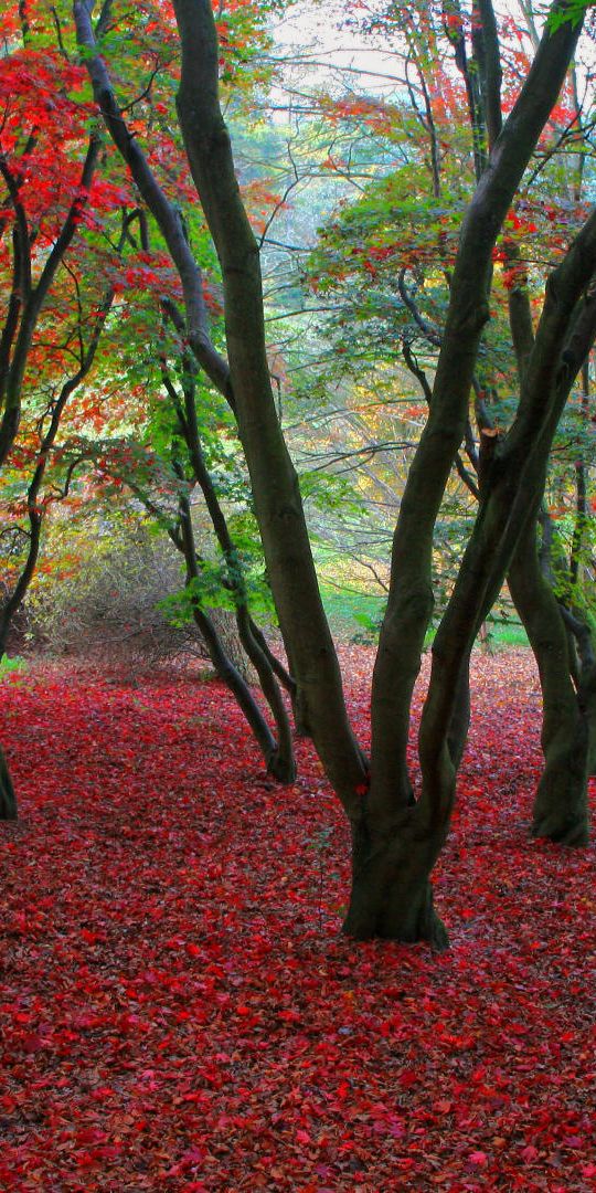 Phone wallpaper: Trees, Leaf, Tree, Earth free download
