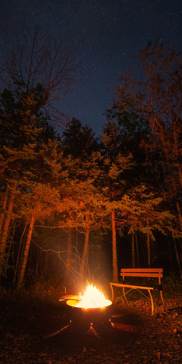 Serene Night Forest with Bonfire and Cozy Bench