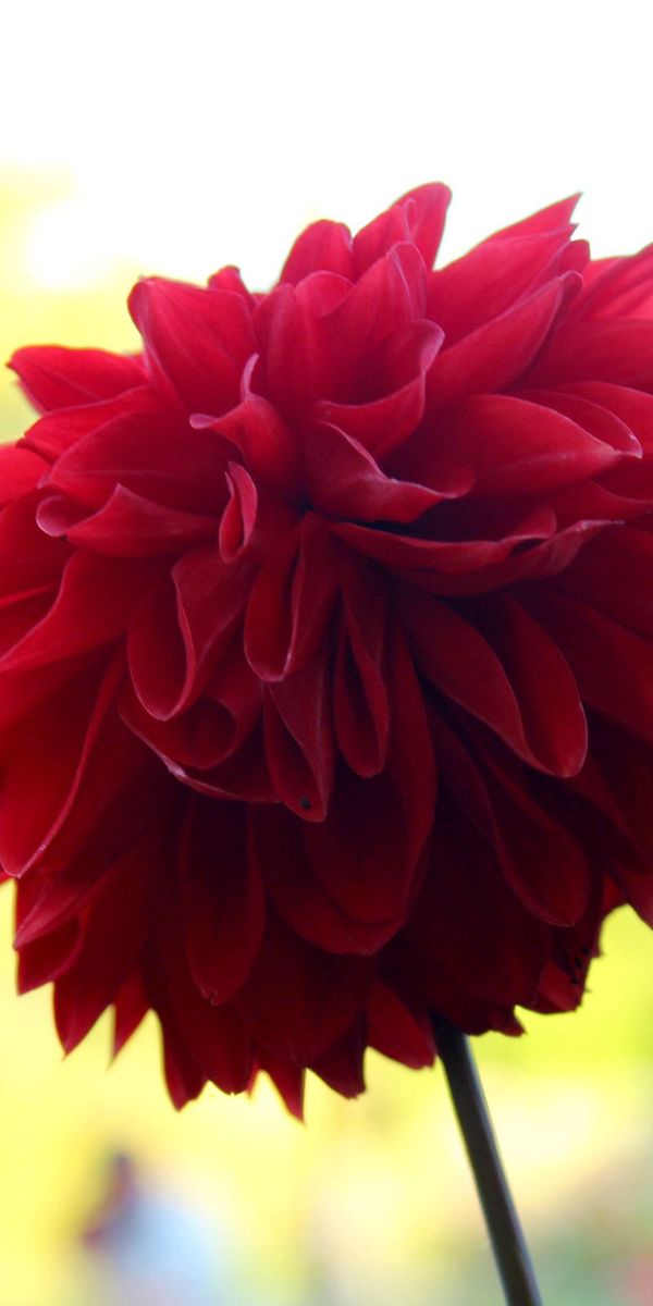 Phone wallpaper: Stalk, Stem, Flower, Flowers, Plant free download