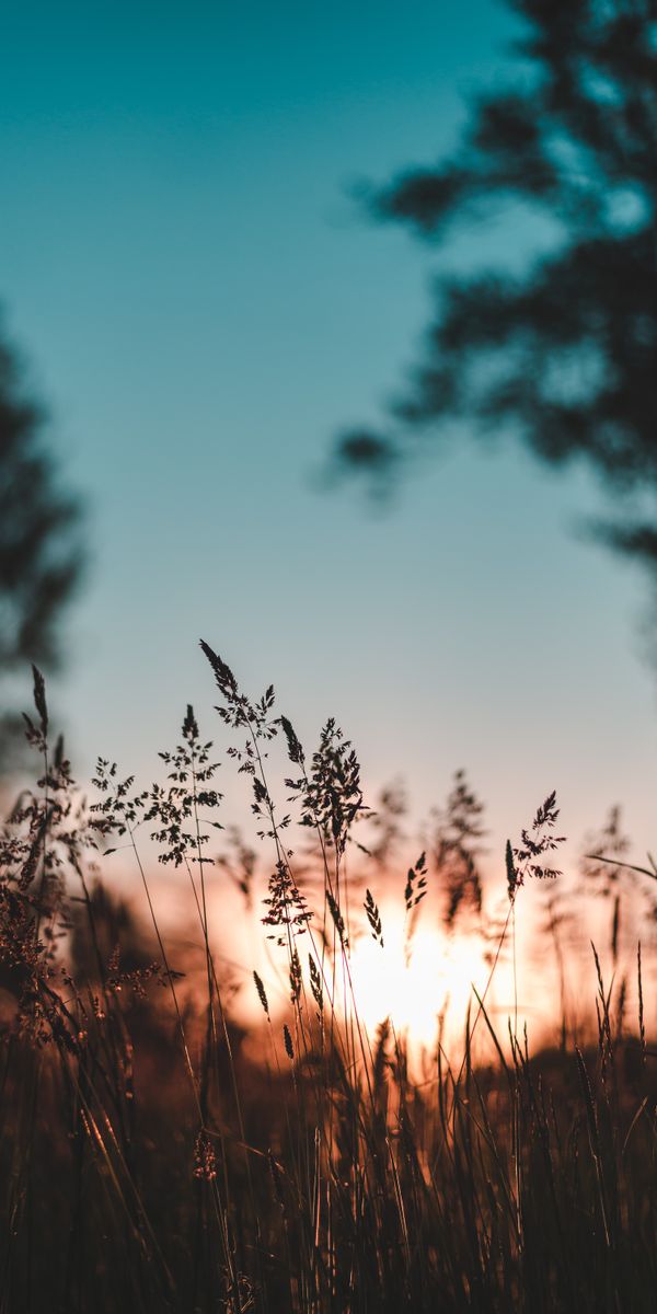 HD Sunset Over a Grassy Landscape