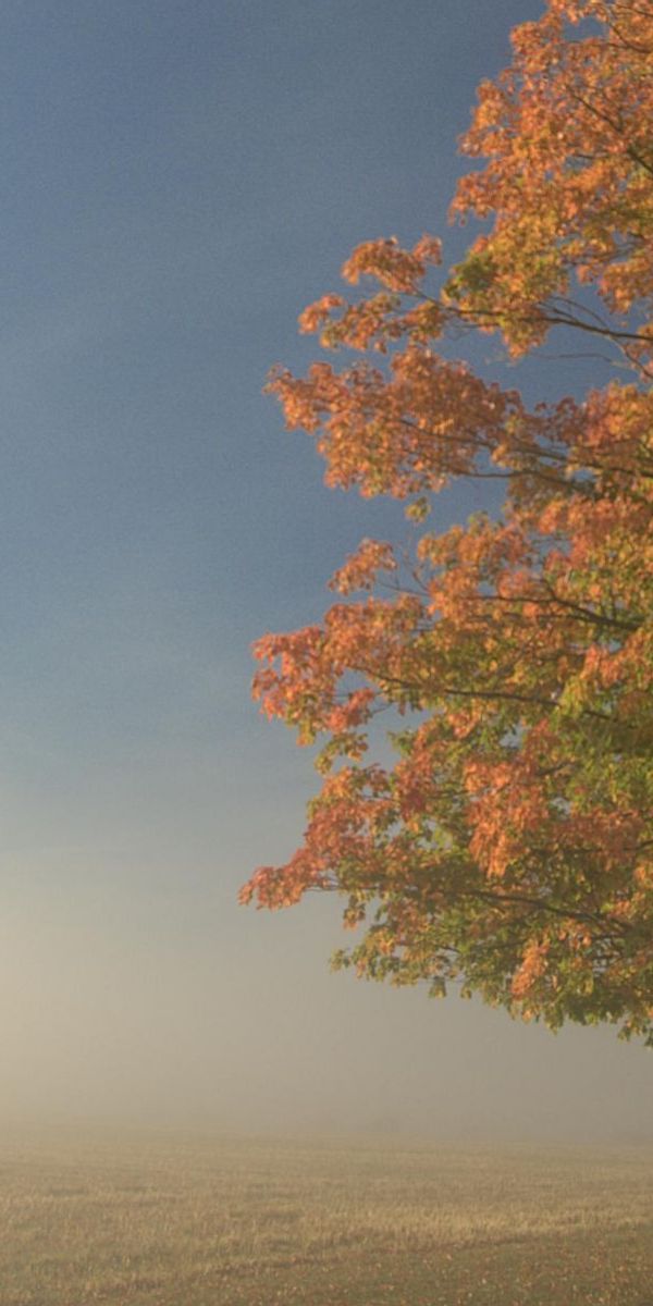 Beautiful Pastel Tree Mobile Wallpaper - Free Download for Nature Lovers