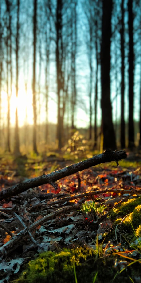 Enchanting forest wallpaper featuring trees, moss, and soft sunlight