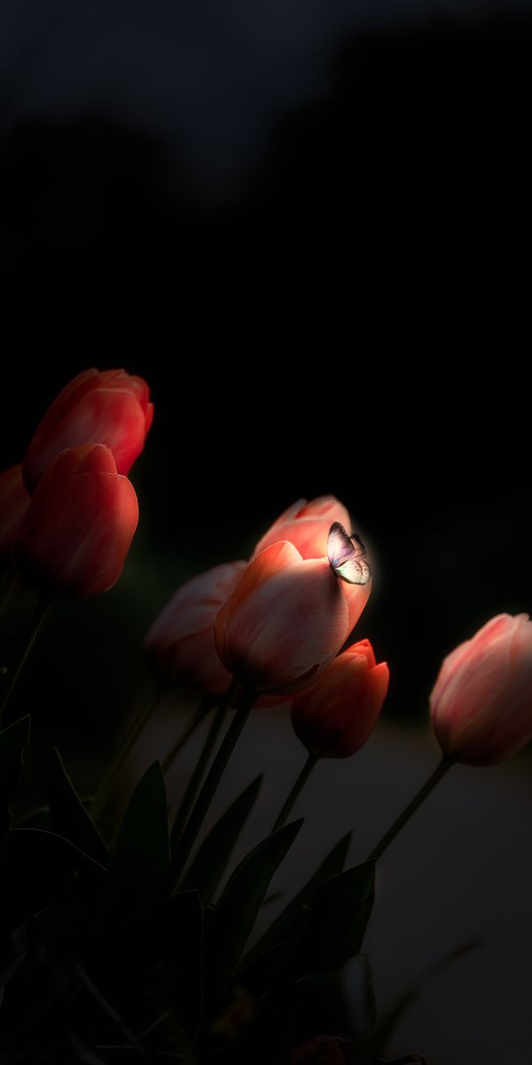 Nighttime Tulips with a Glowing Butterfly