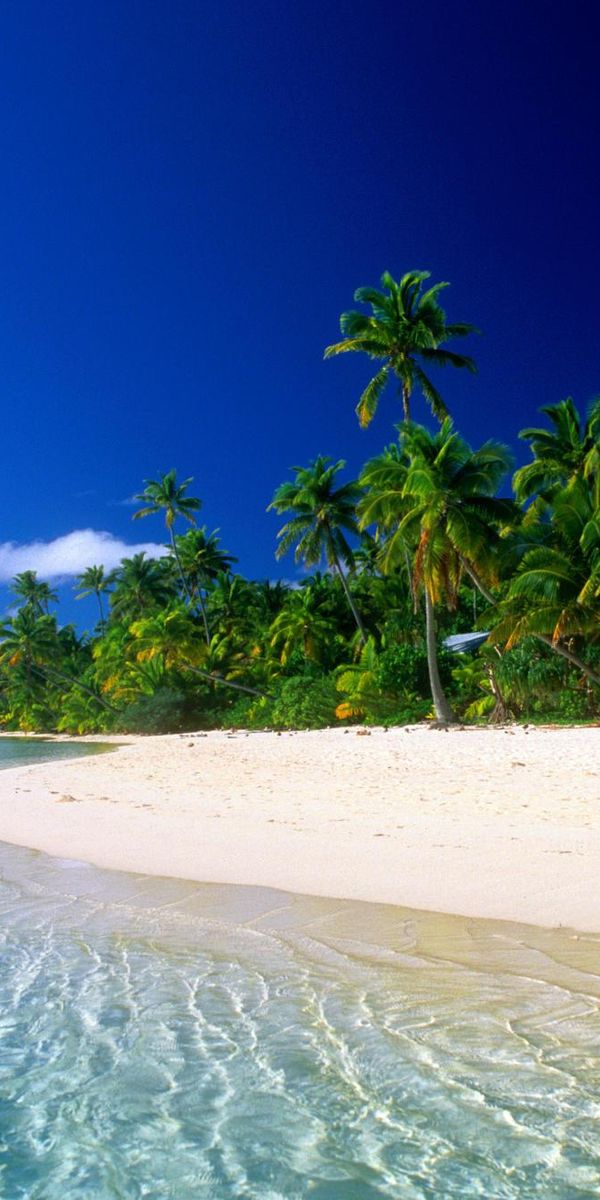 Tropical Beach with Palm Trees and Clear Water