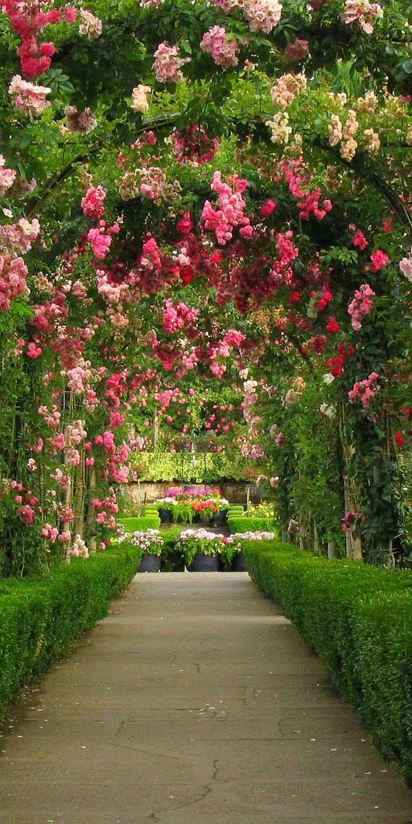 Beautiful Rose Archway Surrounded by Lush Greenery
