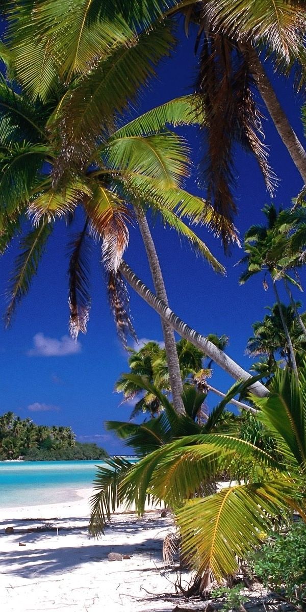 Tropical Beach Scene with Lush Palms and Crystal Clear Sea