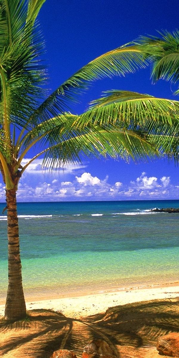 Tropical Beach with Palm Trees and Clear Waters