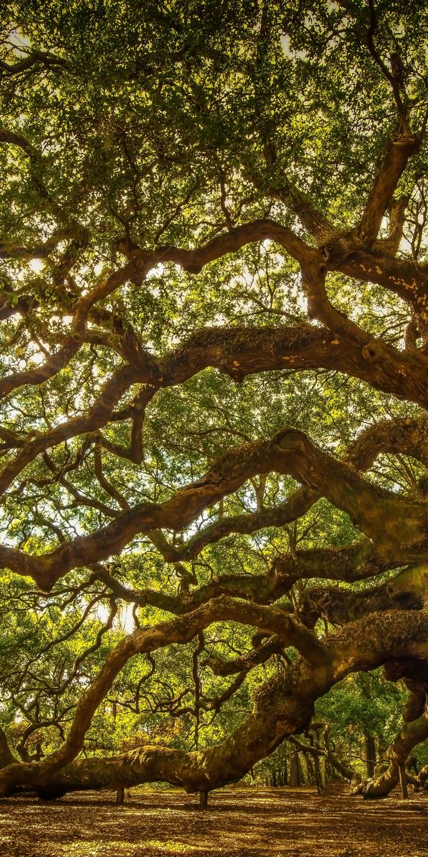 Majestic Angel Oak Tree at Johns Island, South Carolina