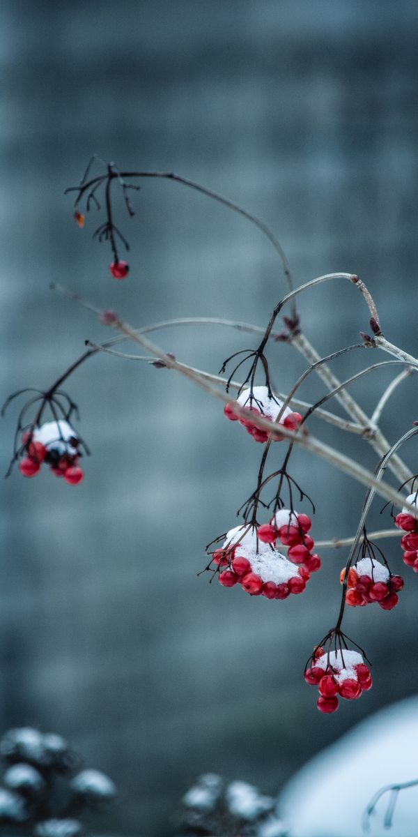 Phone wallpaper: Rowan, Frosty, Branch, Smooth, Berries, Macro, Blur free download