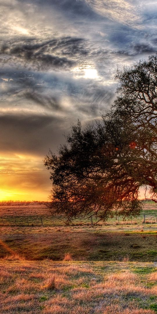 Phone wallpaper: Hdr, Trees, Tree, Earth free download