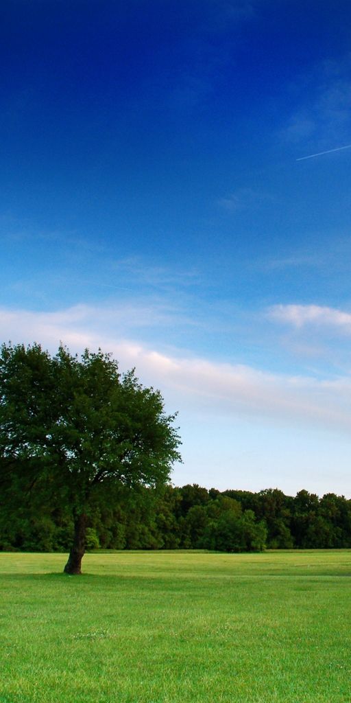 Beautiful 4K landscape wallpaper with a solitary tree and blue sky