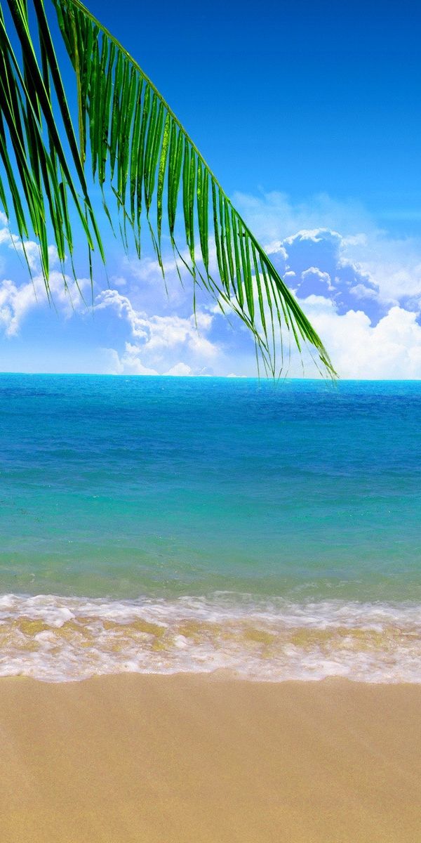 Beautiful Blue Beach Landscape with Palm Trees