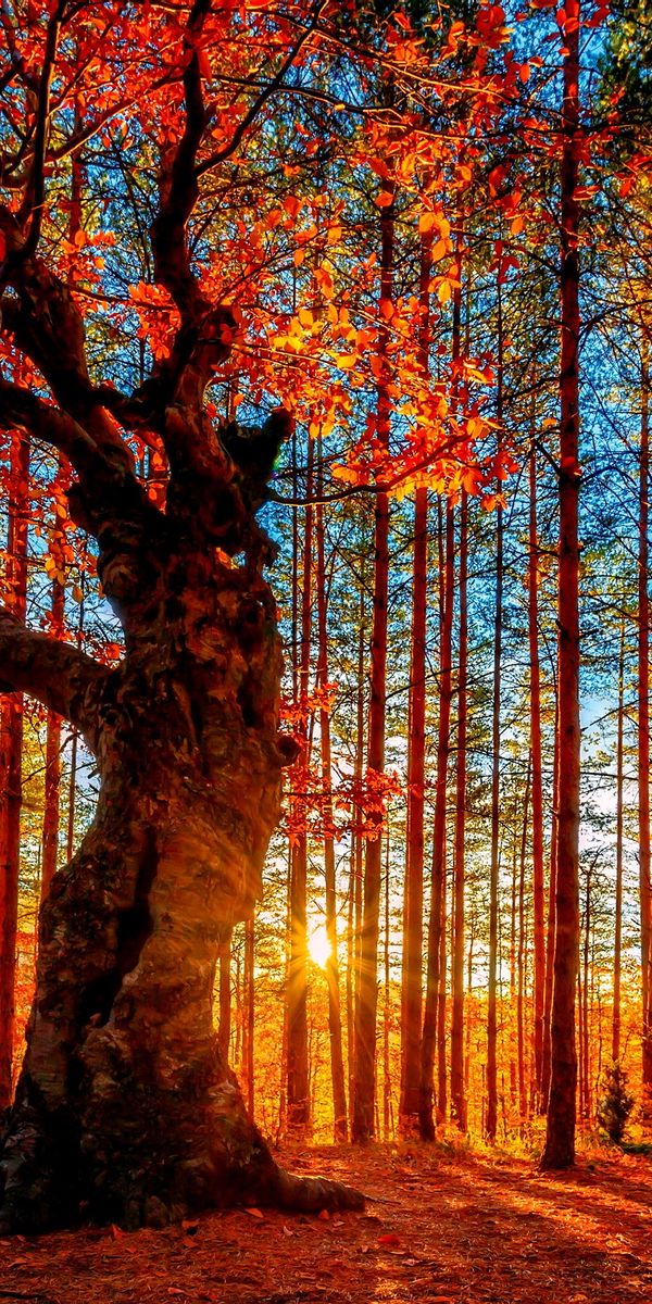 Majestic Autumn Trees in a Vibrant Forest at Sunset
