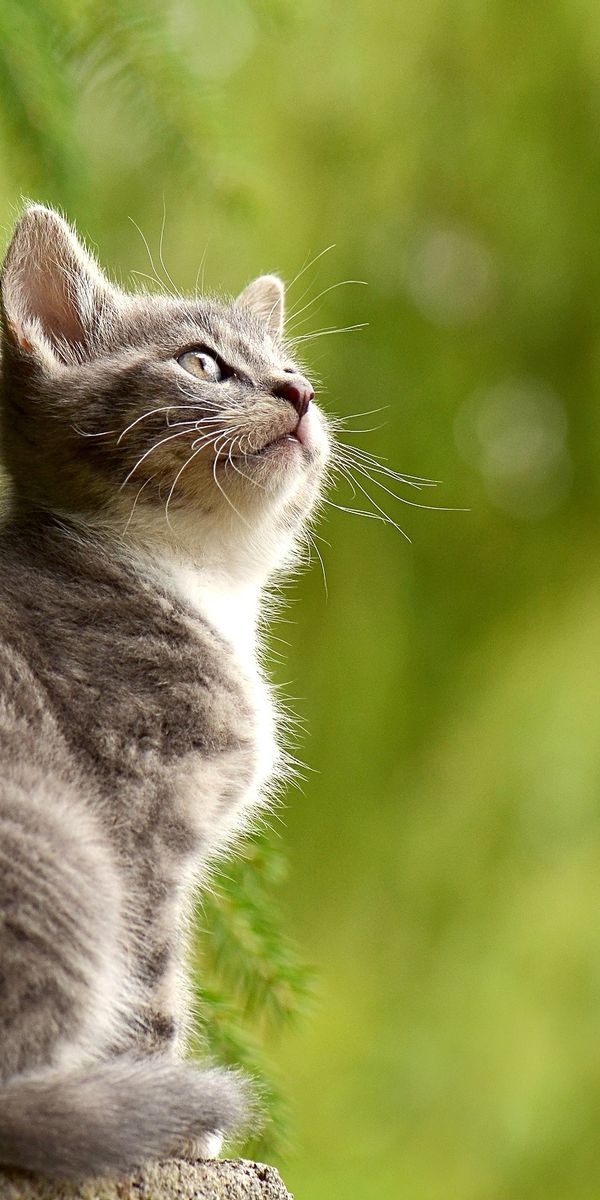 Adorable kitten wallpaper: Perfect 4K phone background for cat lovers