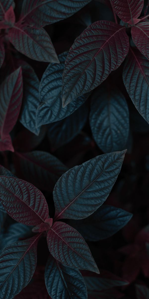 Elegant Dark Leaves Plant Wallpaper for Your Mobile Device