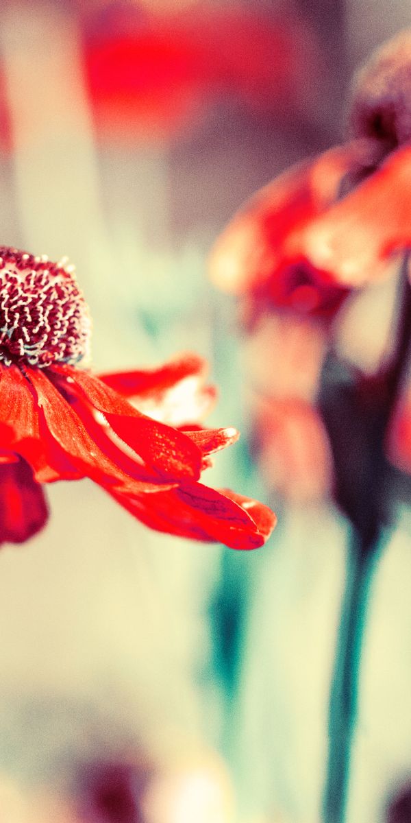 Phone wallpaper: Flower, Bud, Petals, Smooth, Blur, Flowers free download