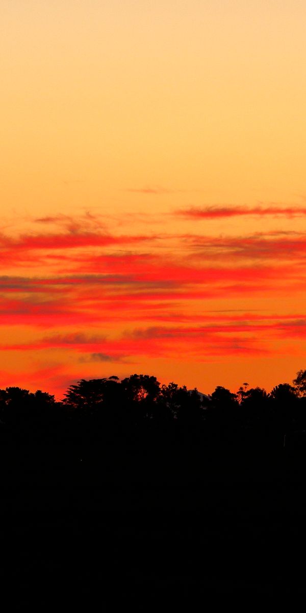 Phone wallpaper: Sunset, Bush, Trees, Nature, Silhouette free download