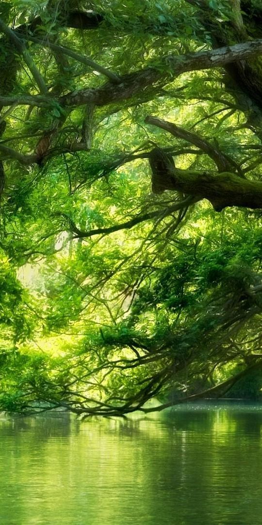 Serene Forest and Water Scene - Ultra HD Mobile Wallpaper for Nature Lovers