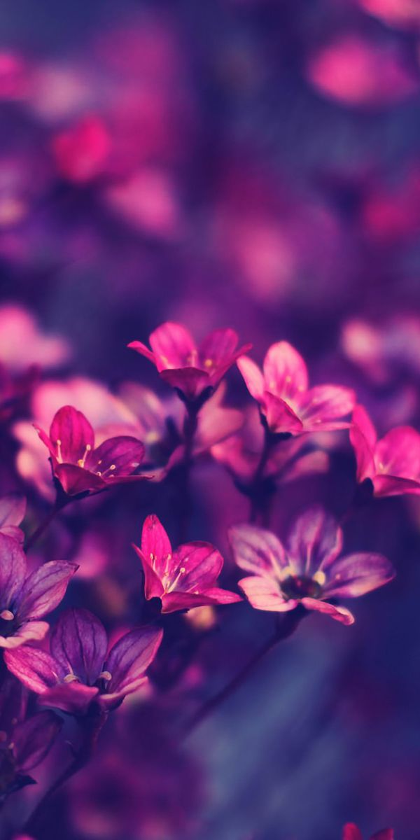 Beautiful floral phone background featuring delicate pink flowers, free to use