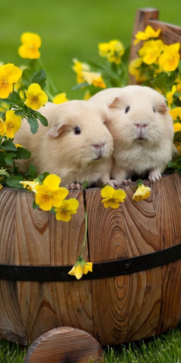 Delightful wallpaper featuring guinea pigs, flowers, and a rustic barrel