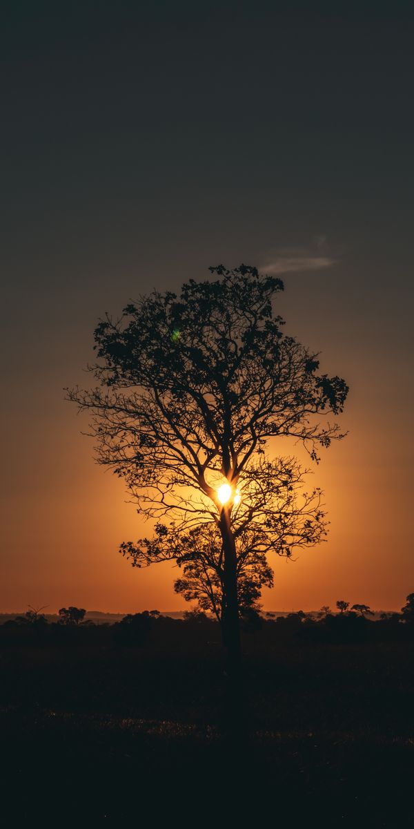 Silhouetted Tree at Sunset - Perfect Mobile Wallpaper for Nature Lovers
