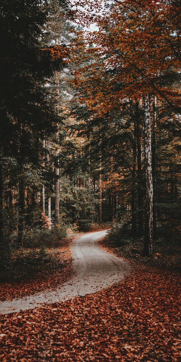 Serene Autumn Forest Path: A Mobile Wallpaper of Nature's Beauty