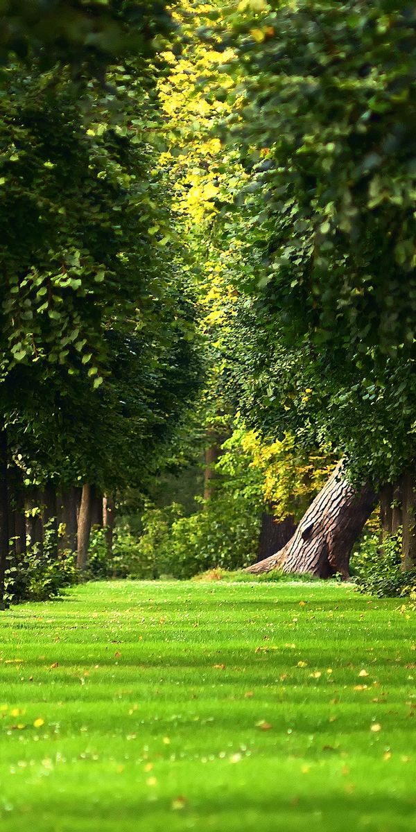 Lush Green Summer Park Alley
