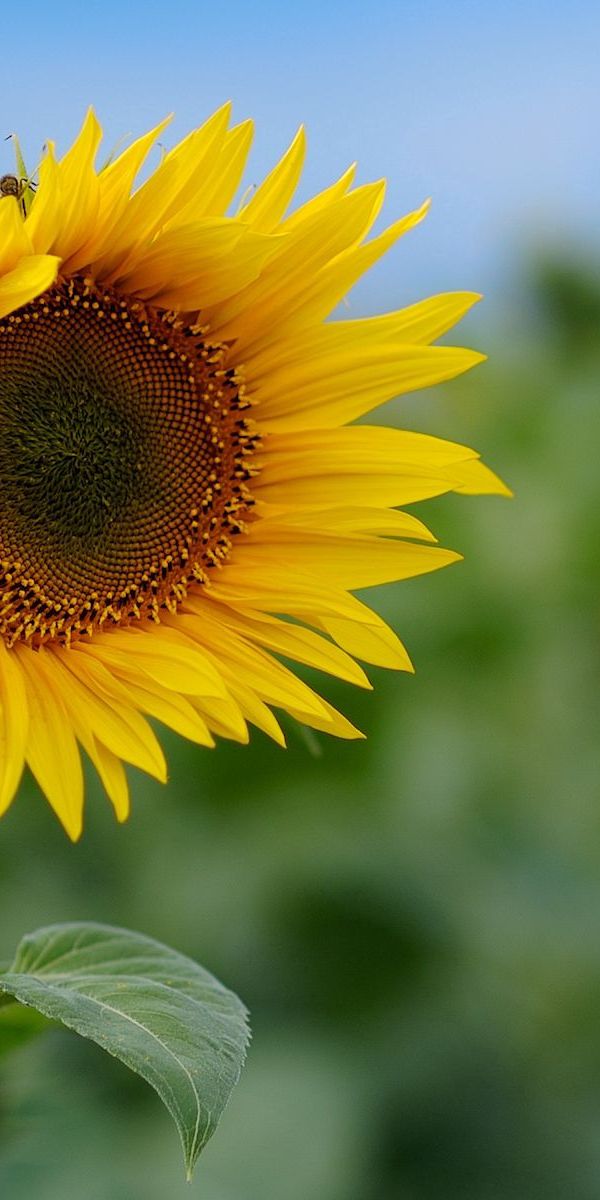 Phone wallpaper: Flowers, Field, Sky, Greens, Sunflower, Nature free download
