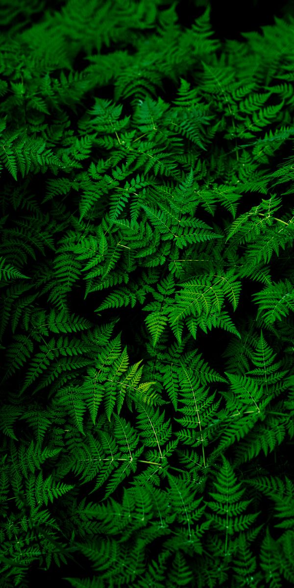 Vibrant Green Fern Leaves for Your Mobile Wallpaper