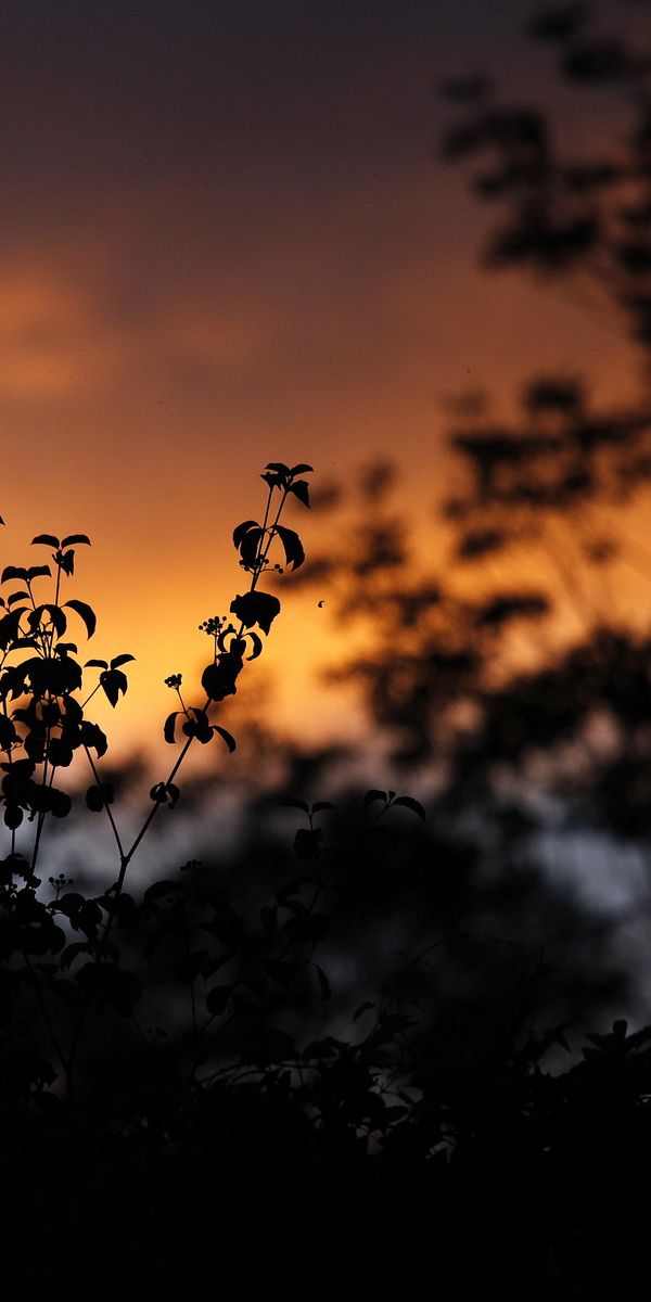 Beautiful Sunset Silhouettes with Leaves and Plants