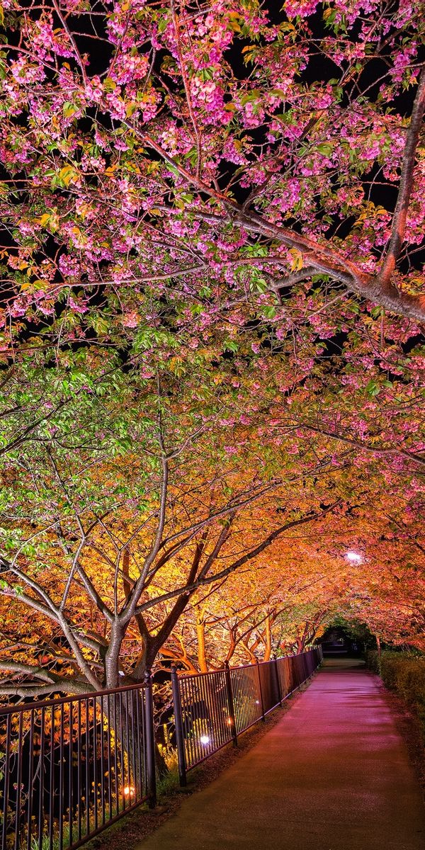 Enchanting Spring Park Alley with Colorful Night Illumination
