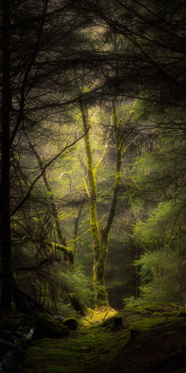 Mystical Forest Scene with Moss and Fog
