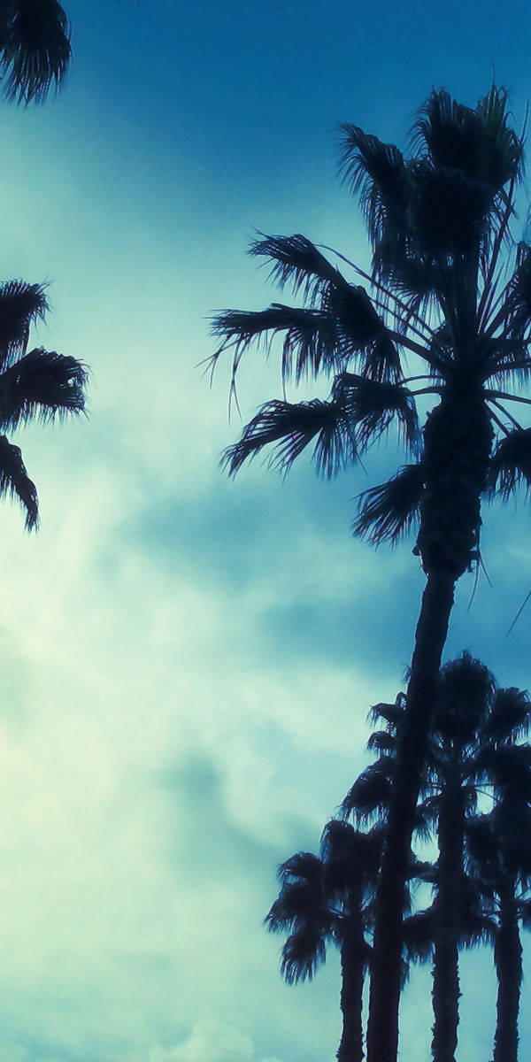 Breathtaking 4K Phone Wallpaper Featuring Palm Trees and a Blue Sky