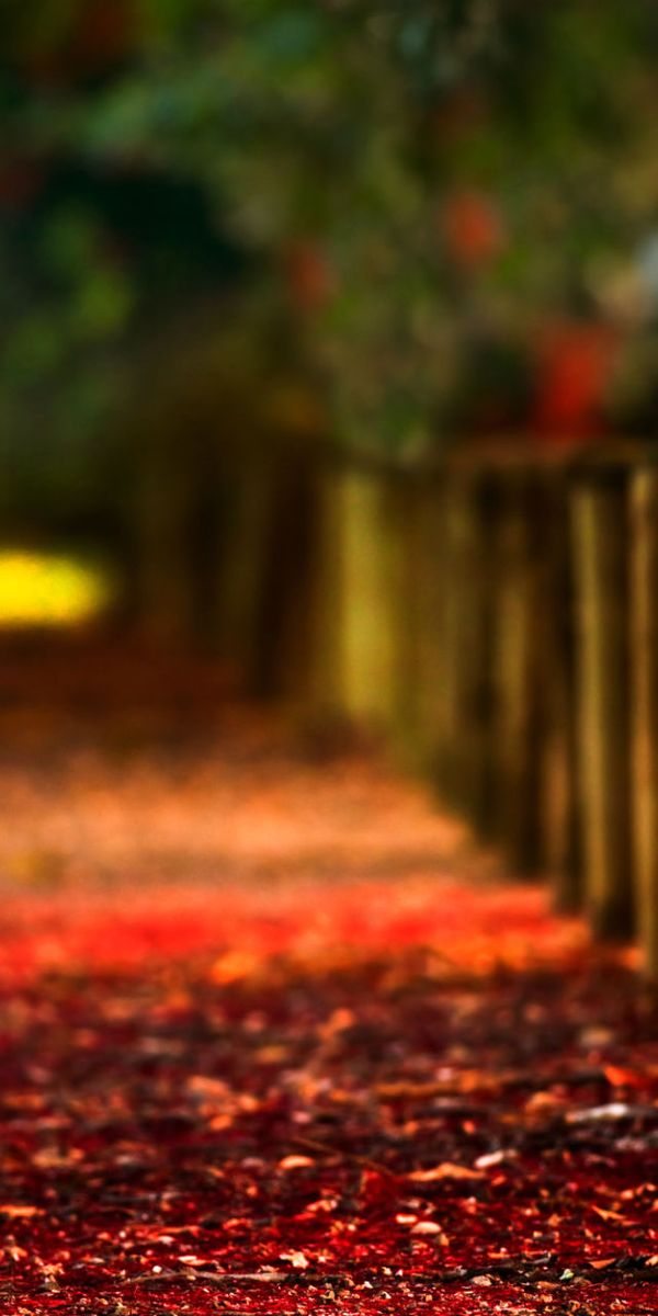 High-Quality Autumn Fence Photography for Your Mobile Wallpaper