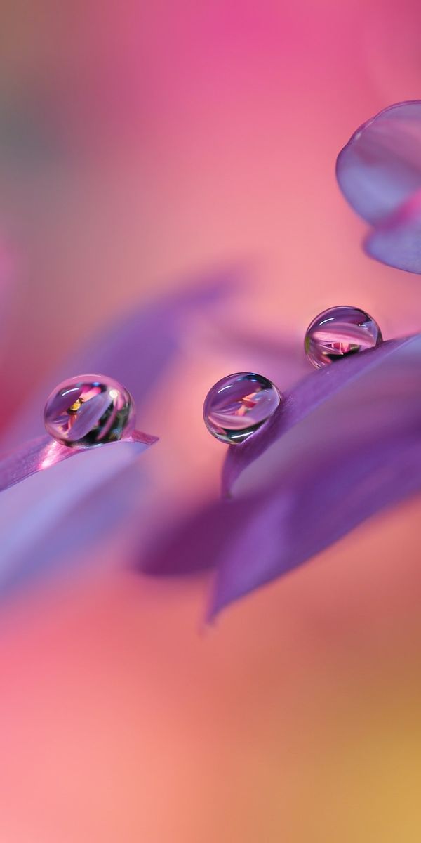 Beautiful Macro Shot of a Flower with Water Drops