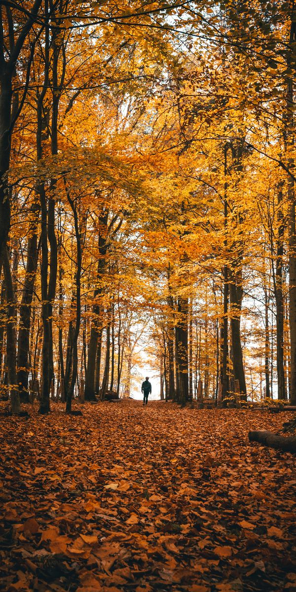 Phone wallpaper: Trees, Forest, Stroll, Nature, Loneliness, Autumn free download
