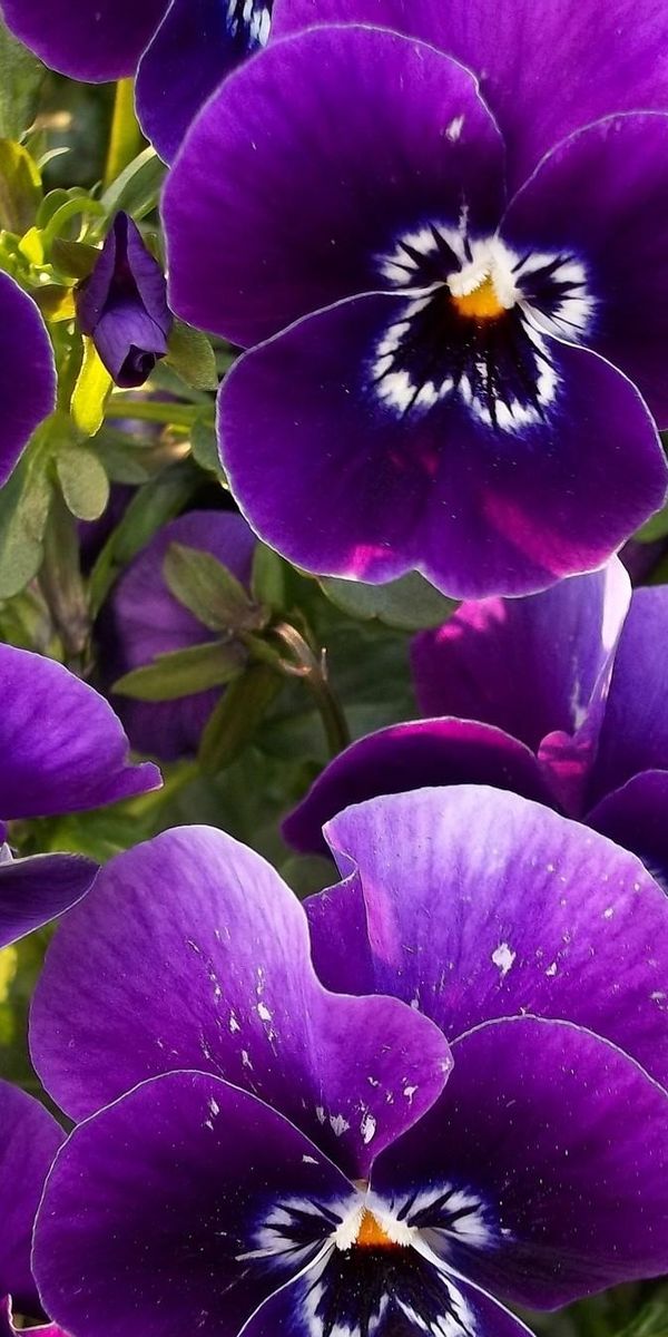 Close-Up of Lush Purple Pansies: A Beautiful Mobile Wallpaper