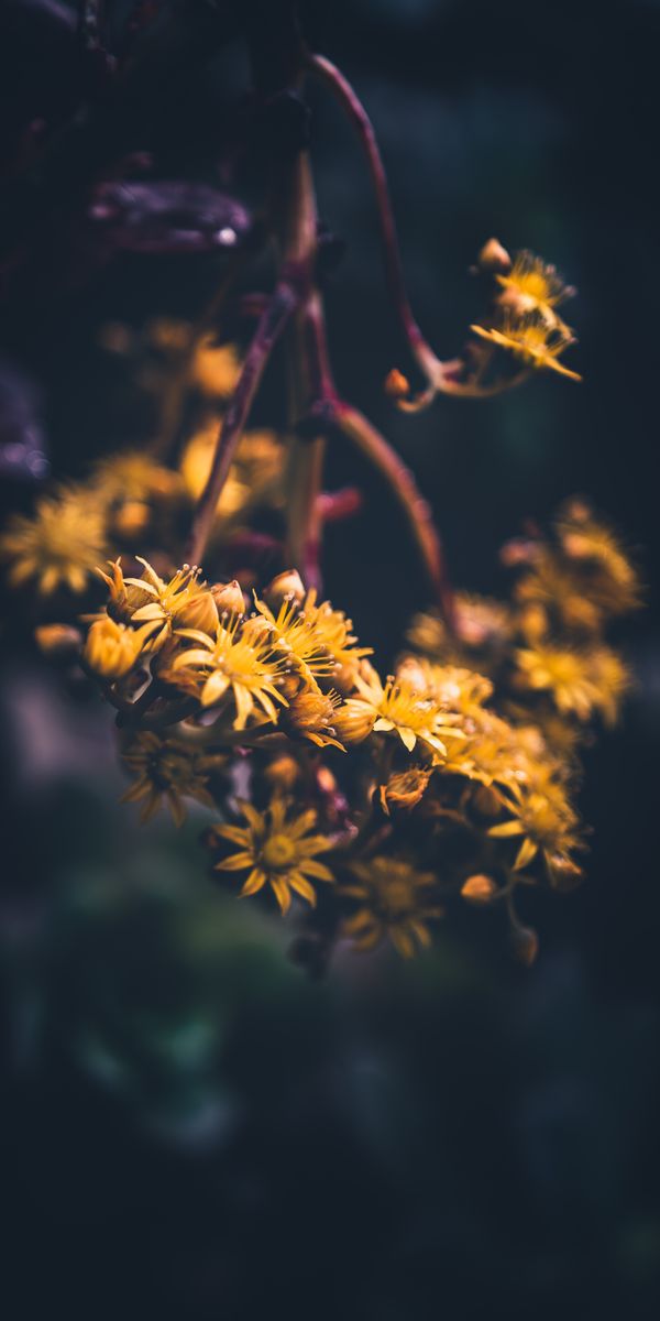 Phone wallpaper: Smooth, Macro, Flowers, Flowering, Bloom, Blur free download