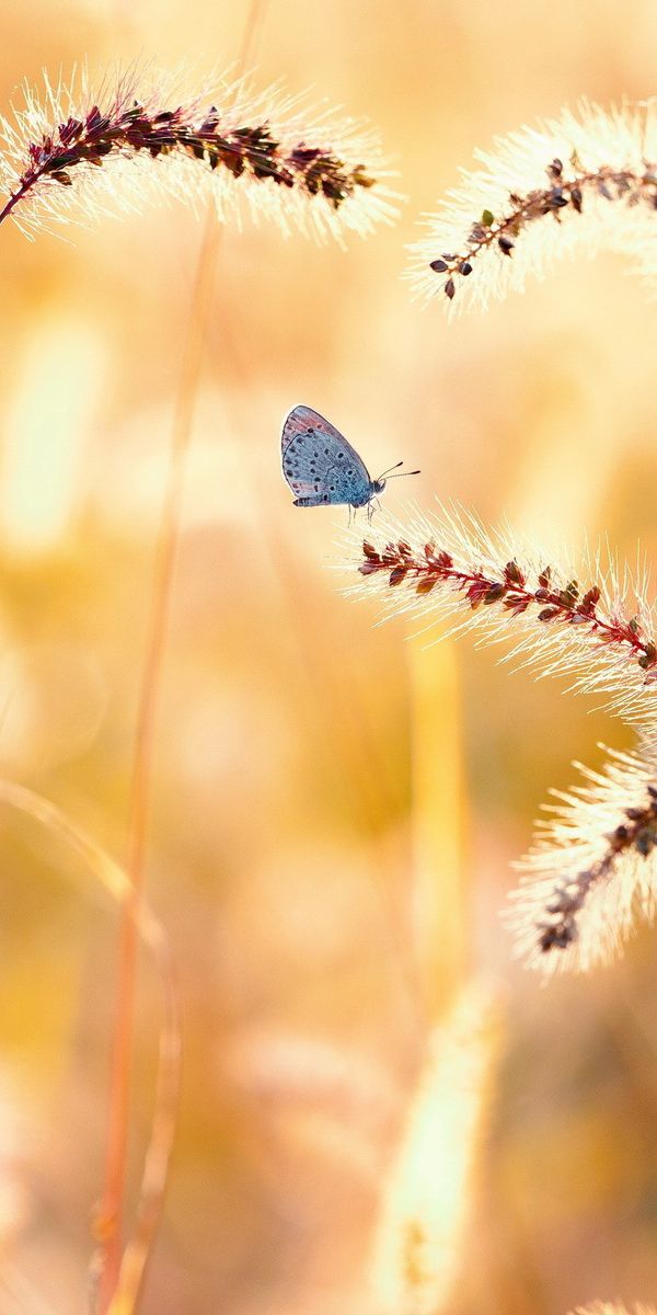 Phone wallpaper: Nature, Summer, Plant, Blur, Field, Butterfly, Animal, Sunny free download