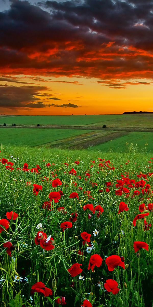 Breathtaking Poppy Fields at Sunset