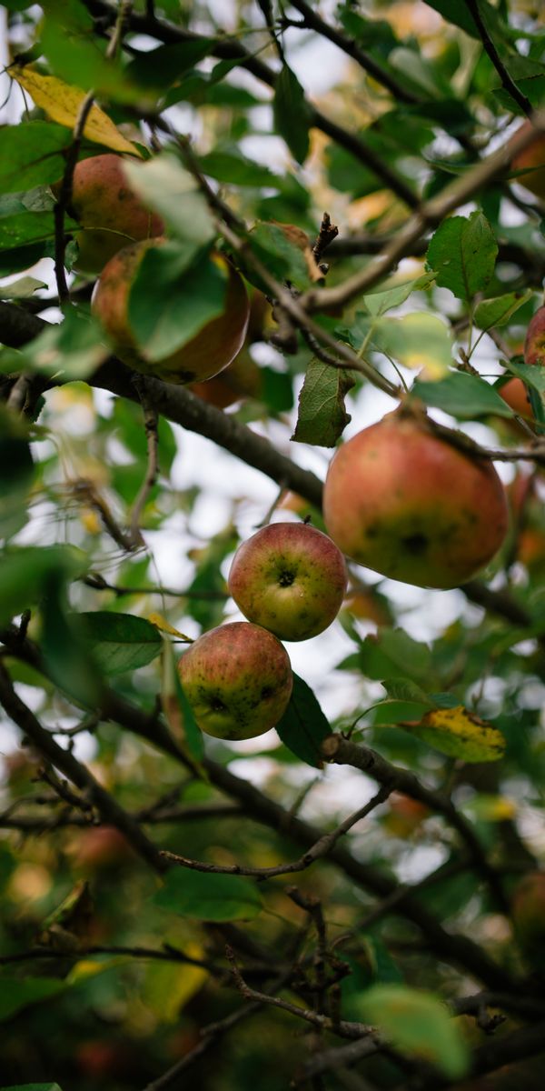 Phone wallpaper: Branches, Nature, Harvest, Garden, Apples, Fruits free download